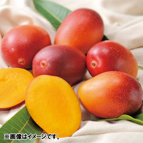 【送料込】お買い得！！＜熊本県産＞手のひらミニマンゴー（4～8玉） 1kg【受注締め切り日：2026/7/10】