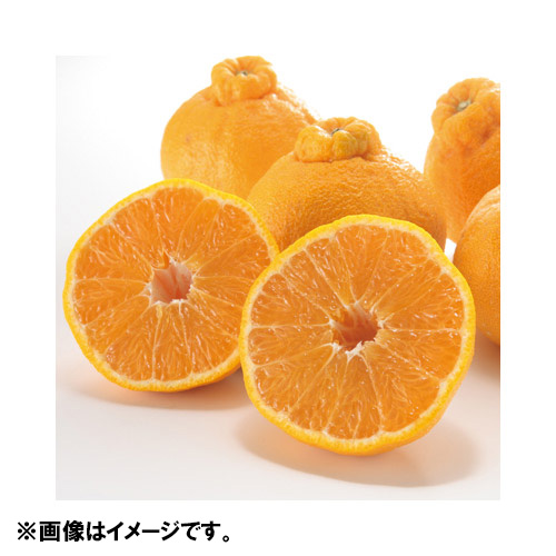 ＜熊本県宇城市産＞でこ姫（デコポン）2.7kg【受注締め切り日：2026/5/18】