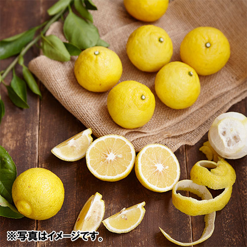 ＜熊本県宇城市産＞吉田果樹園「はるか」5kg【受注締め切り日：2026/5/25】