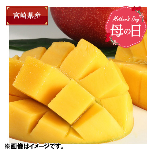 【母の日】＜数量限定＞宮崎県産完熟マンゴー　※送料込【受注締め切り日：2026/4/27】