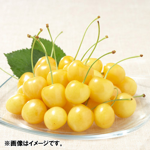 ＜山形県産＞幸せを呼ぶ黄色いさくらんぼ　元祖天香園「月山錦（R）」（バラ詰）500g【受注締め切り日：2026/6/28】