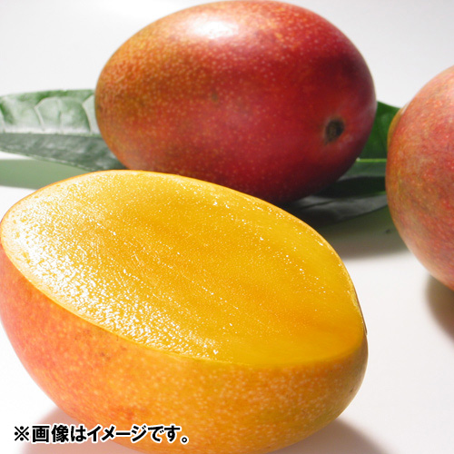 【送料込】＜宮古島産＞訳ありマンゴー700g（2～3玉）【受注締め切り日：2026/7/5】
