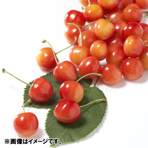 【送料込】＜山形県産＞佐藤錦　優・秀混L玉（バラ詰）1kg【受注締め切り日：2026/6/26】