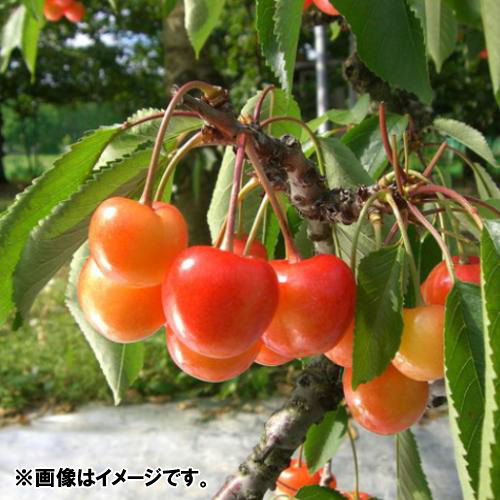 【送料込】【★お試しにもぴったりサイズ！！★】＜山形県産＞佐藤錦M玉（バラ詰）500g【受注締め切り日：2026/6/23】