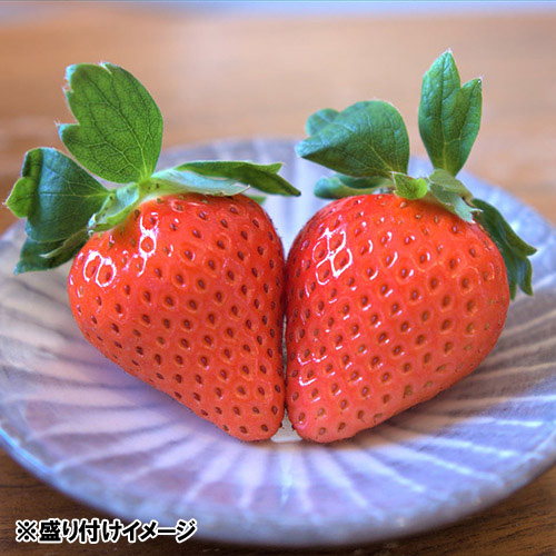 ＜宮崎県産＞ご自宅向け いちごファミリーパック品S赤【受注締め切り日：2026/4/30】
