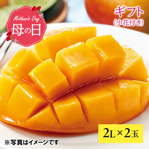 【母の日】お母さんありがとう「宮崎マンゴー2L×2玉」特選化粧箱ギフト（小花付き）【受注締め切り日：2026/4/30】