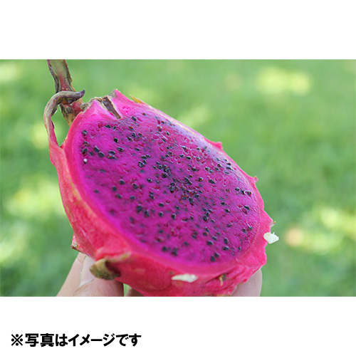 ＜沖縄県産＞レッドドラゴンフルーツ1kg（2～4玉）【受注締め切り日：2026/8/20】