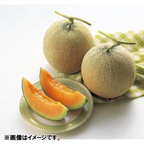 北海道富良野メロン2玉【受注締め切り日：2026/7/31】