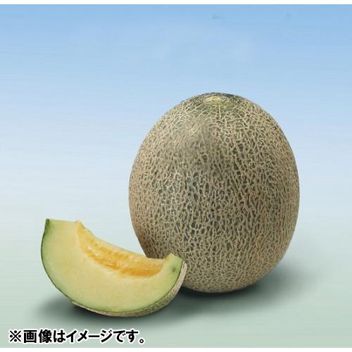 ＜千葉・茨城県産＞タカミメロン1.5kg（1玉）【受注締め切り日：2026/7/10】