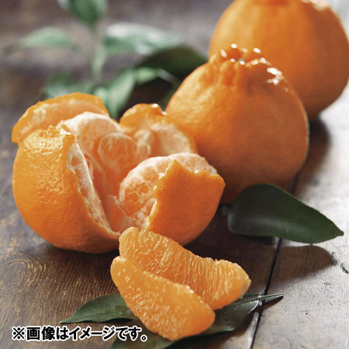 ＜熊本県産＞蔵出不知火露地3kg　化粧箱入【受注締め切り日：2026/4/30】