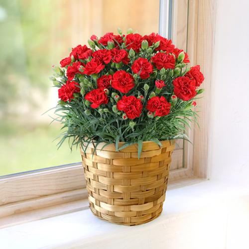 【2026年母の日】＜第一園芸＞カーネーション（赤）【受注締め切り：2026/5/4】