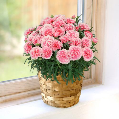 【2026年母の日】＜第一園芸＞カーネーション（ピンク）【受注締め切り：2026/5/4】