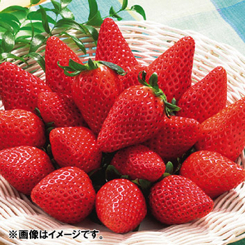 静岡県産＞藤田農園いちご「章姫」900g【受注締め切り日：2026/3/7