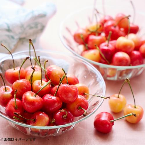 ＜ワシントン州産＞大粒アメリカンチェリー（レーニア種）1.5kg【受注締め切り日：2026/5/31】
