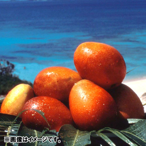 ＜沖縄県産＞マンゴー（3～6玉）1.5kg【受注締め切り日：2026/7/24】