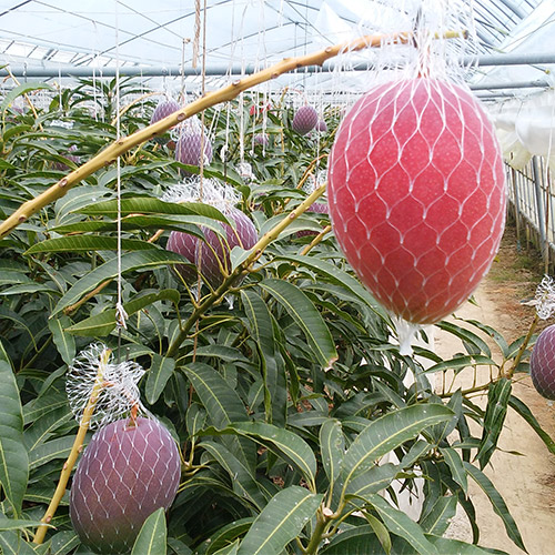 ＜宮崎県産＞完熟マンゴー（2玉）1kg【受注締め切り日：2026/7/5】