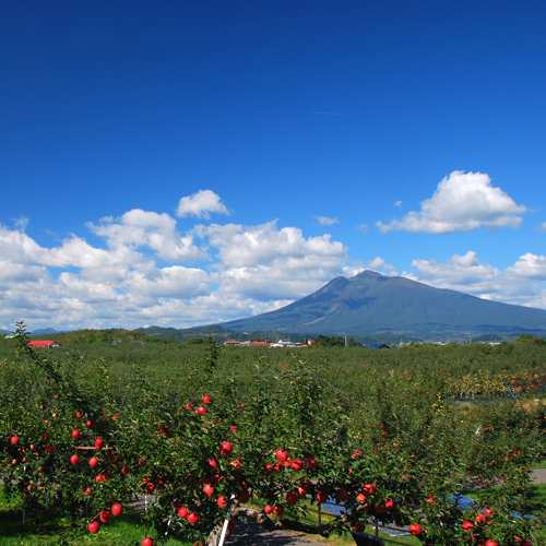 青森りんご100％ストレートジュース9本入り