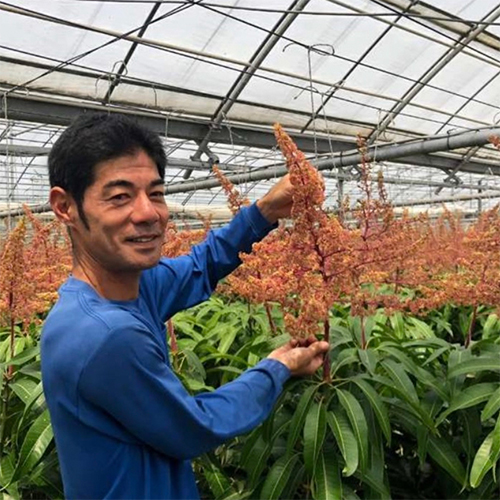 沖縄県Noha畑 「林檎マンゴー」特秀品1kg(2玉)(桐箱入)【受注締め切り日：2026/7/18】