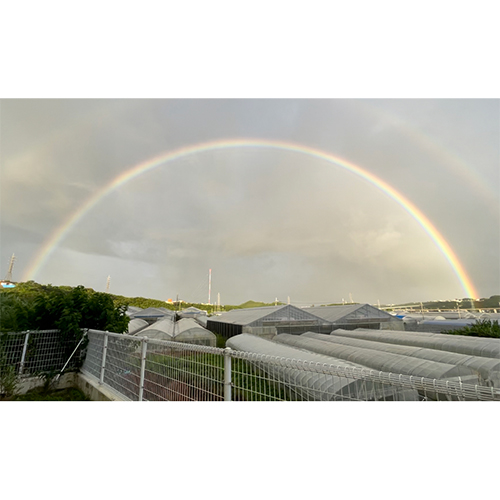 沖縄県Noha畑 「林檎マンゴー」特秀品1kg(2玉)(桐箱入)【受注締め切り日：2026/7/18】