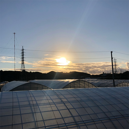 沖縄県Noha畑 「林檎マンゴー」特秀品1kg(2玉)(桐箱入)【受注締め切り日：2026/7/18】