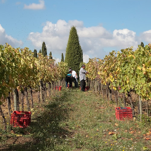 ＜アヴィニョネージ＞アヴィニョネージ・ヴィーノ・ノビレ・ディ・モンテプルチャーノ【2019】（赤ワイン）