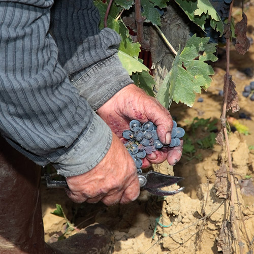 ＜アヴィニョネージ＞アヴィニョネージ・ヴィーノ・ノビレ・ディ・モンテプルチャーノ【2019】（赤ワイン）