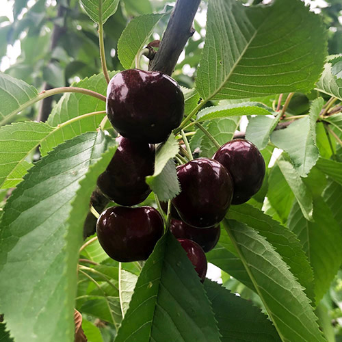 幻のさくらんぼ＜山形県産＞天香園 ブラックダイヤ&reg;黒箱本詰 300g【受注締め切り日：2026/6/30】
