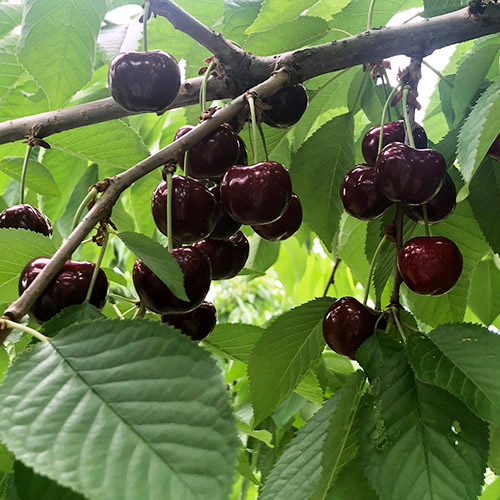幻のさくらんぼ＜山形県産＞天香園 ブラックダイヤ&reg;黒箱本詰 300g【受注締め切り日：2026/6/30】