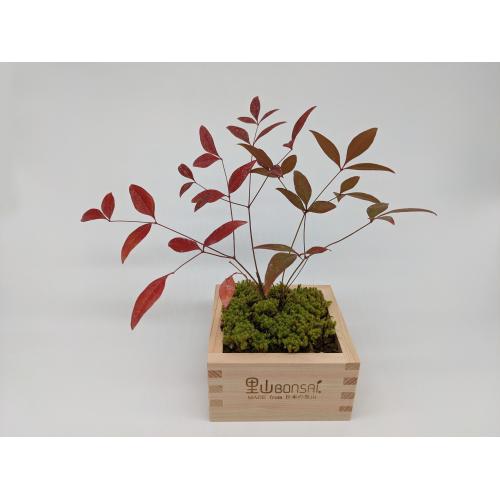 里山BONSAIキット 2セット
