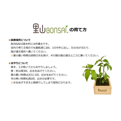 里山BONSAIキット 2セット