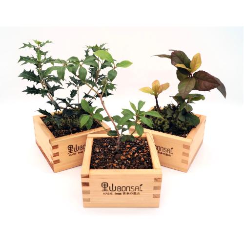 里山BONSAIキット 2セット