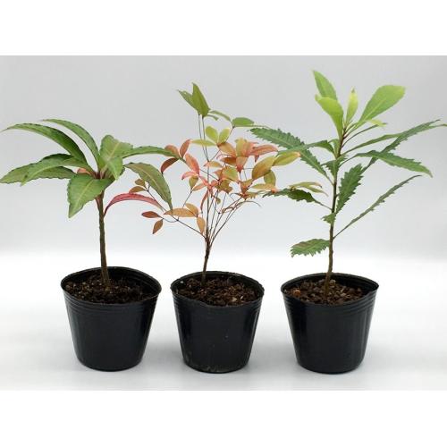 里山BONSAIキット 2セット