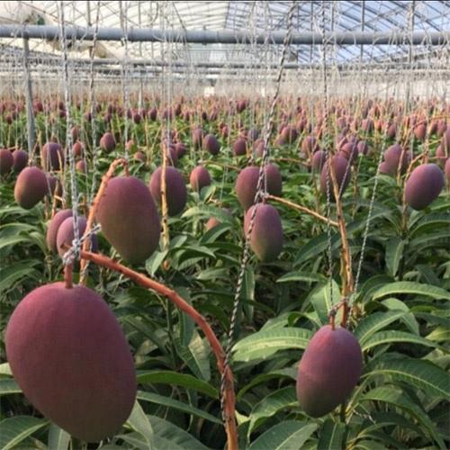 沖縄県Noha畑 「林檎マンゴー」優品1kg(2玉～3玉)【受注締め切り日：2026/7/18】