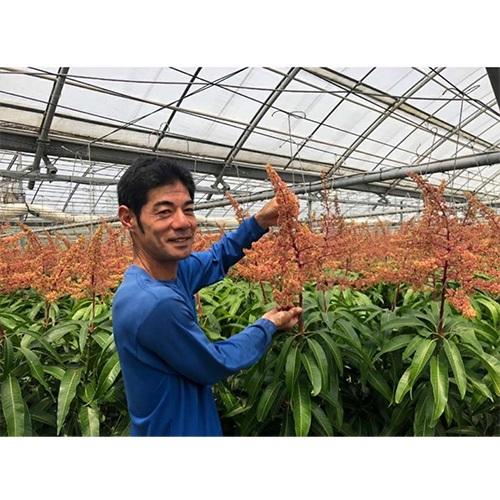 沖縄県Noha畑 「林檎マンゴー」優品1kg(2玉～3玉)【受注締め切り日：2026/7/18】