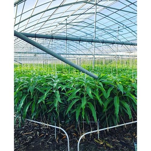 沖縄県Noha畑 「林檎マンゴー」優品1kg(2玉～3玉)【受注締め切り日：2026/7/18】