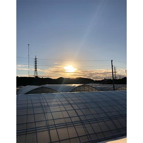 沖縄県Noha畑 「林檎マンゴー」優品1kg(2玉～3玉)【受注締め切り日：2026/7/18】