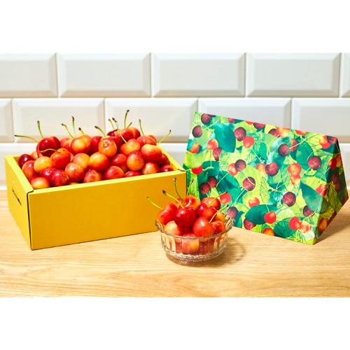 ＜ラテラルルーツ産農園＞アメリカンチェリー（レイニア種）3kg【受注締め切り日：2026/6/25】