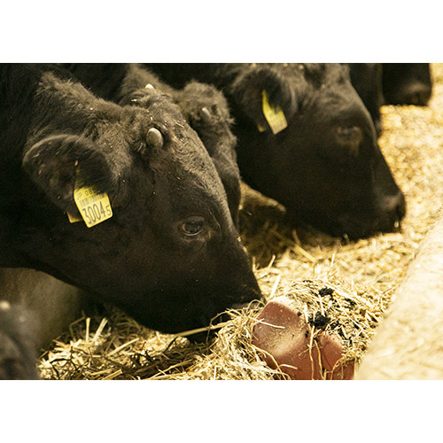 知床牛3種詰合せ